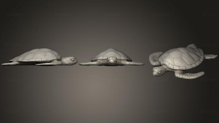 3D model Sea Turtle (1) (STL)